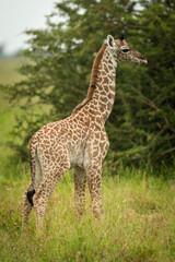 Naklejka na ściany i meble Baby Masai giraffe in grass eyeing camera