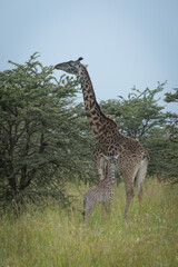 Baby Masai giraffe beside mother in bushes