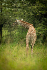 Baby Masai giraffe in trees lowering head