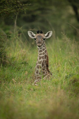 Obraz na płótnie Canvas Baby Masai giraffe lies in long grass