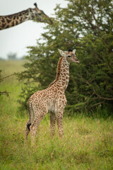 Naklejka na ściany i meble Baby Masai giraffe standing with mother behind