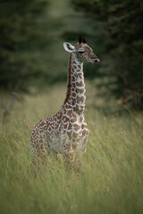 Baby Masai giraffe standing in tall grass