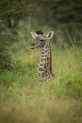 Baby Masai giraffe lies in tall grass