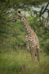 Baby Masai giraffe stands eating thornbush leaves