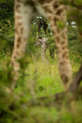 Baby seen through legs of Masai giraffe