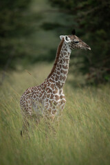 Baby Masai giraffe stands in long grass
