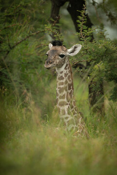 Baby Masai giraffe lying down in bushes