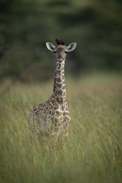 Baby Masai giraffe stands in tall grass