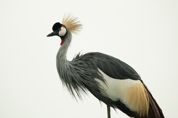 Close-up of grey crowned crane eyeing camera