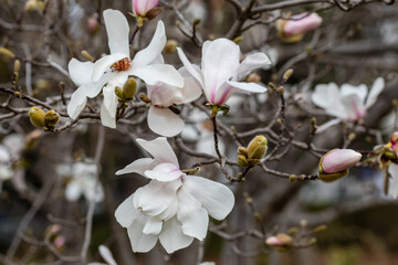 Fototapeta na wymiar Magnolia X Loebneri Merrill flower on tree branch