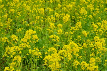 菜の花