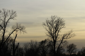 Obraz premium Kansas Sunset with a colorful sky and a tree silhouette west of Nickerson Kansas USA out in the country.
