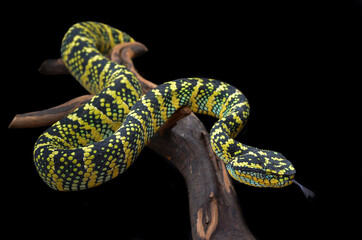 close up of a viper