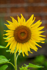 Obraz premium A beautiful blooming sunflower