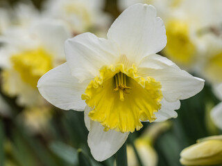 Narcissus Ice Follies flower grown in a garden