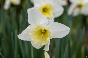 Narcissus Ice Follies flower grown in a garden