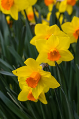Obraz na płótnie Canvas Narcissus Branchenhurst flower grown in a garden