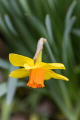 Narcissus Branchenhurst flower grown in a garden