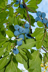 Mature blackthorn fruit. Delicious and healthy berries in your garden.