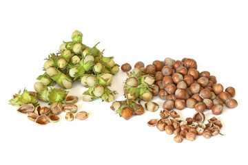Green and ripe hazelnut isolated on white