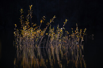 willow shoots grown in water. shrub vegetation on the lake surface