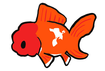 オランダ獅子頭の金魚のイラスト