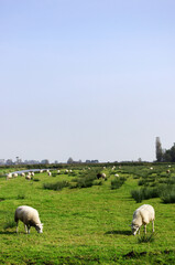 Obraz premium オランダ オランダ 緑の街 ザーンセ・スカンスの風景