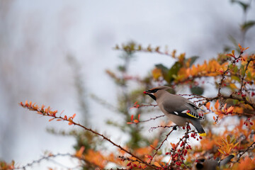 The Bohemian waxwing (Bombycilla garrulus)