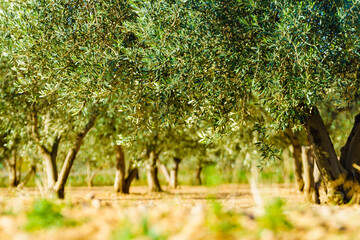Olive trees. Spanish nature landscape