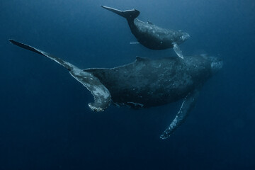 Naklejka premium Humpback Whale Parent and child
