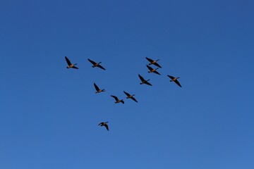 Canadian Geese in flight with blue sky out in the country in Kansas.