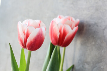 Two pink tulips on a gray background. Fresh spring flowers in the house to complement the interior and create a cozy atmosphere.