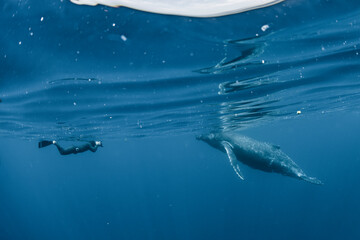 A Humpback Whale and human