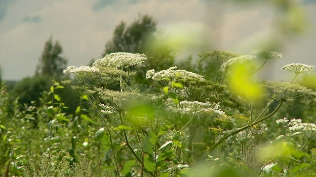 hogweed blooms in summer against the sky in the summer sun