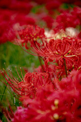 彼岸花　曼珠沙華　花畑の風景