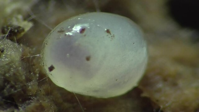 Schneckeneier, Embryos bei der Entwicklung und Bewegung
