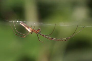 Tetragnatha is a genus of long-jawed orb-weavers