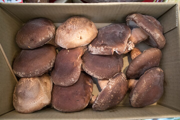 Fresh Shiitake Mushroom on the street of Osaka