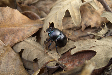 Geotrupes stercorarius is a species of earth-boring dung beetle