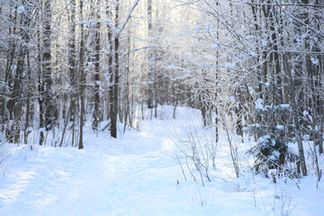 Winter forest hiking trail with snow-covered trees