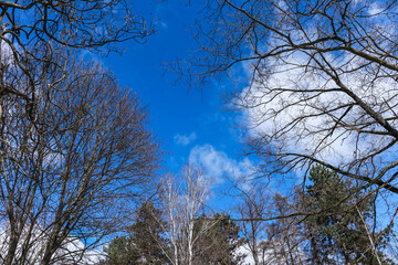 Look up to the blue sky with clouds and treetops in March