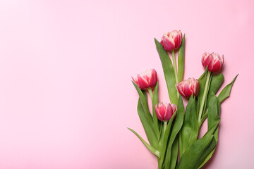 Pink background with copyspace with pink tulips