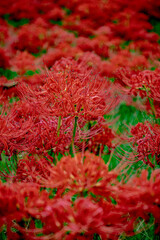 彼岸花　曼珠沙華　花畑の風景