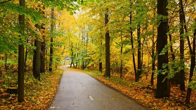 Clean path in autumn forest