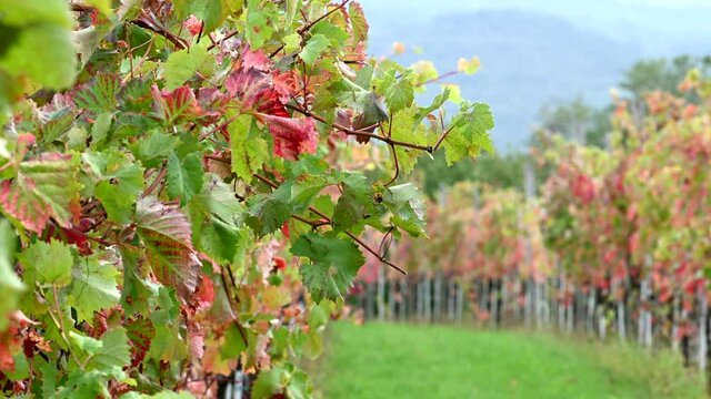 Wide locked down shot of grapevine branches moving in the wind in the vineyard