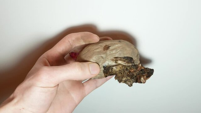 Spoiled, rotten potatoes in mans hand. Disease, tuber illness. Potato infected with fungal disease.