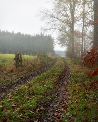 Nebel in der Eifel