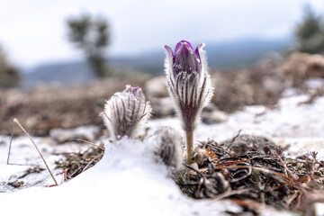 Dream grass is the most beautiful spring flower. Pulsatilla blooms in early spring in forests and mountains. Purple pulsatilla flowers close up in the snow