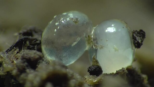Schneckeneier, Embryos bei der Entwicklung und Bewegung