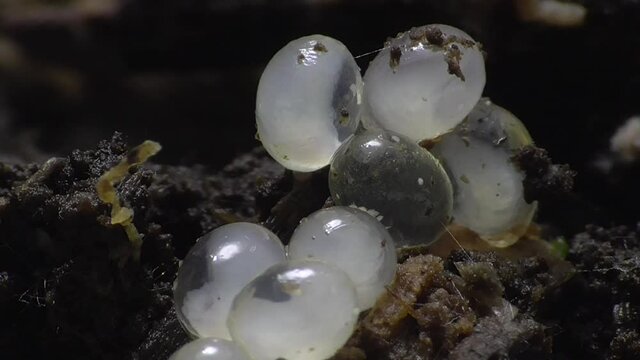 Schneckeneier, Embryos bei der Entwicklung und Bewegung